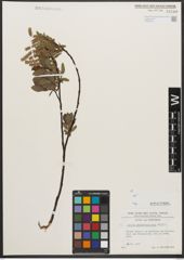 Foto von Salix waldsteiniana Willd.